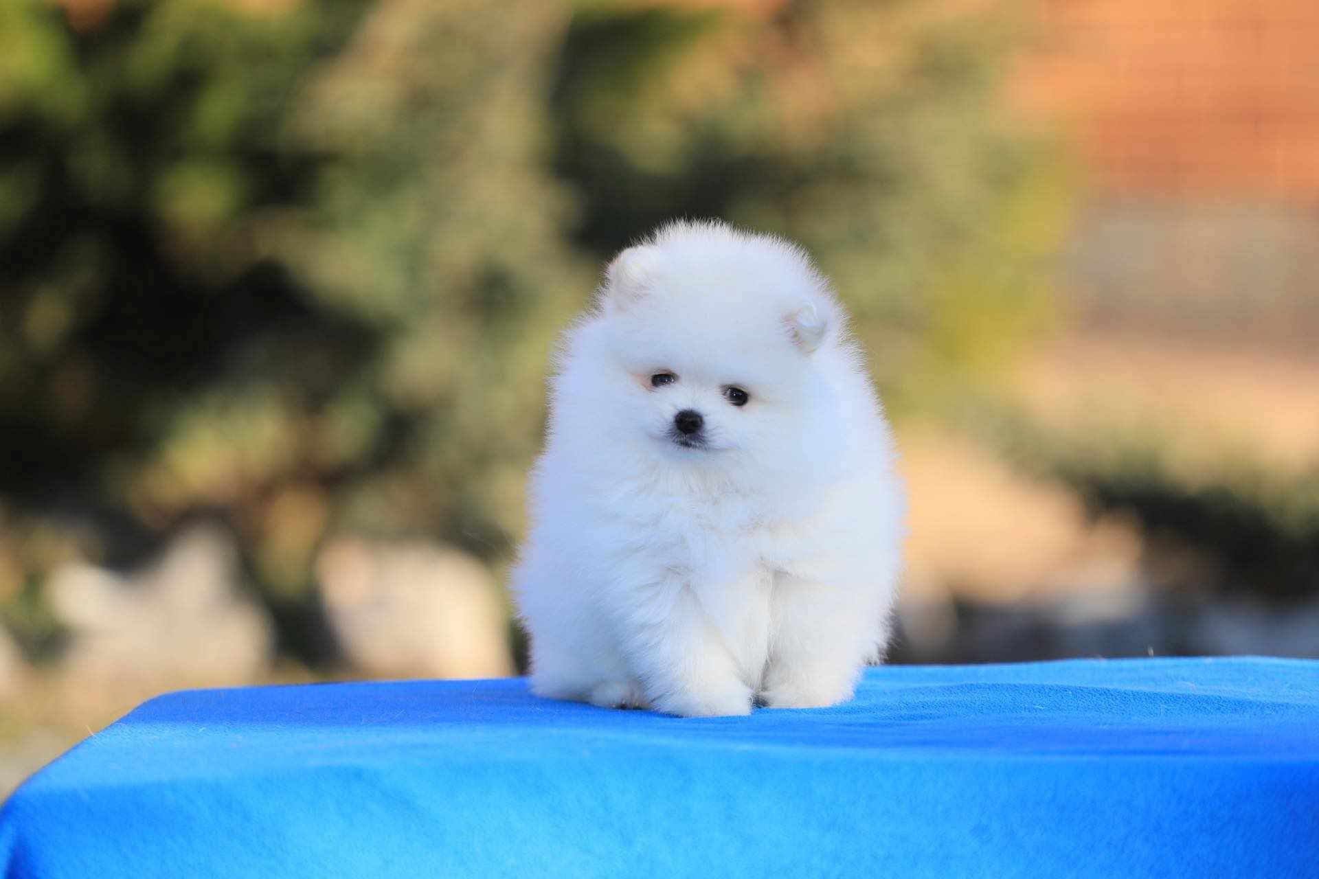 Pomeranian Puppy